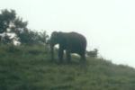 elefant.jpg (2183 Byte)